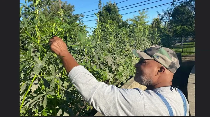 Harvesting Fall Crops with Terry Garner