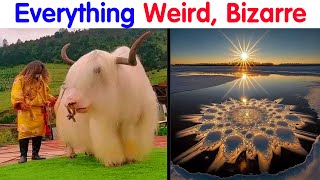 This Video Is Dedicated To Everything Weird, Bizarre, And Beautiful, Here Are 50 Of The Best Pics