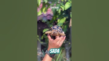 Shell Fit Check: SADA ❄️ (11.5 cm) #leopardtortoise #tortoise #pets #animals #pardalis #kurakura