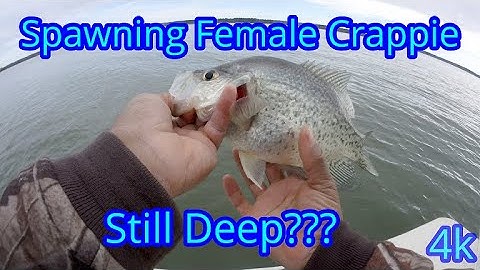 Crappie Fishing For Spawning Crappie |How To Find & Catch Crappie During The Spawn
