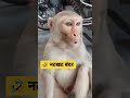 🤣 नटखट बदमाश बंदर #shortvideo #shortsfeed #status #monkey #virralyoutubevidio #monkeydance #monky