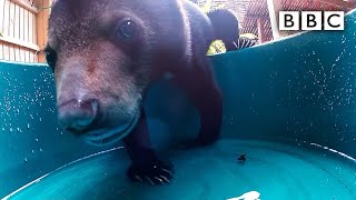 Could you care for 5-month-old bear cub Mary? - BBC