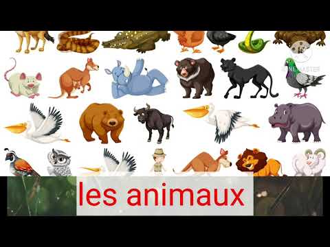 les animaux sauvages et domestiques