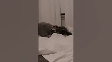 Mini schnauzer sleeping on my bed.