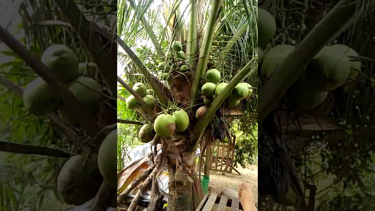 Kelapa Muda 