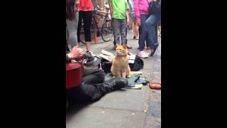 A Street Cat called Bob