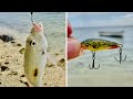 Ep4 how i catch fish with a rapala micro lure from shore fishing in mauritius