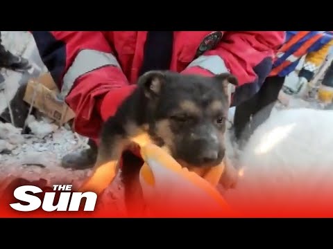 Video: Pet Scoop: Hunden syntes at være død genforenet med familien, Quake Startles Sleeping Dogs