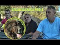 KAVKASKI OVCAR U PLJEVI UZGAJIVACNICA DRAGAN PROLE SIPOVO 2020 /Caucasian Shepherd dog/