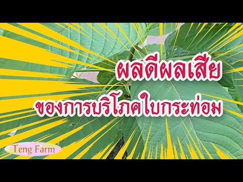 ข้อดีและข้อเสียของการบริโภคใบกระท่อม 🍃