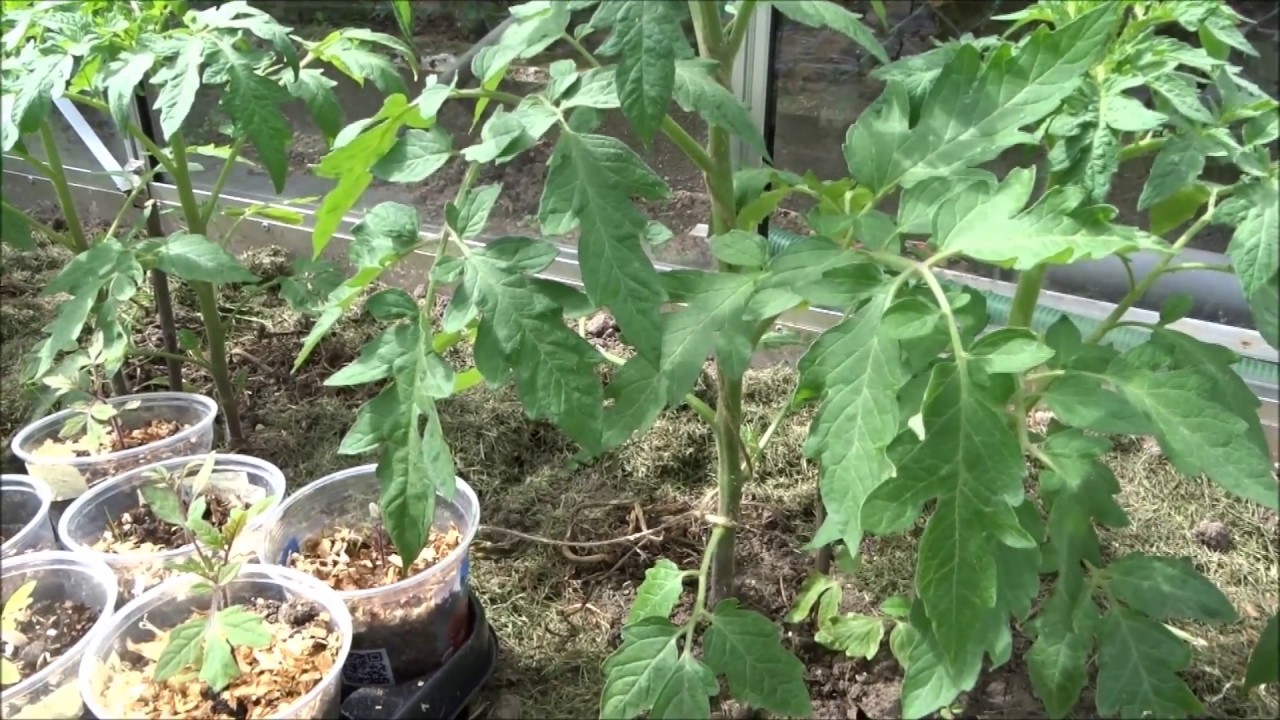 Blätter bei den Tomaten entfernen. Wann und Wie und Warum? YouTube