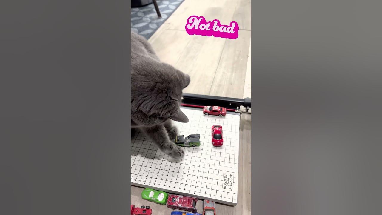 Mr Cat's Toy Car Game, Smart Kitty Life #smartcat #mrcat #catlover ...
