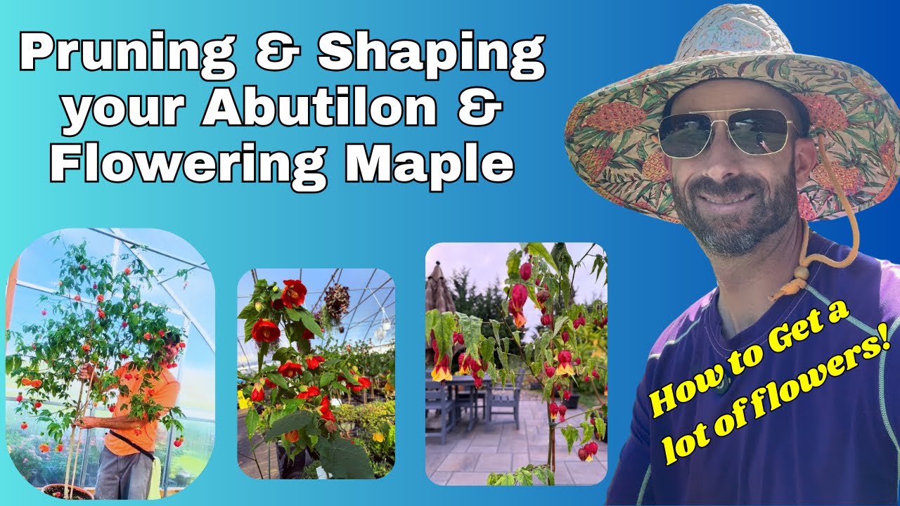 Winter Pruning Abutilons aka Flowering Maples - YouTube