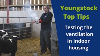 How to test the ventilation in your youngstock's housing | ForFarmers