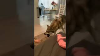 Волк зубами щёлк. Домашний волк