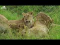 Baby Animals 4K - Spreading Joy With Baby Animal Frolics Mp3 Song