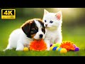 Baby animals 4k  spreading joy with baby animal frolics with relaxing music colorfully dynamic