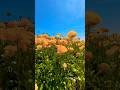 The Flower Fields, Carlsbad, California #theflowerfields #carlsbad #ranunculus #shorts