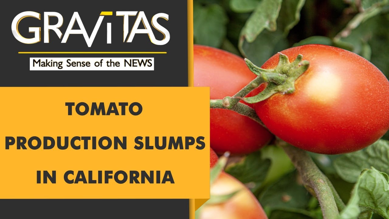 Gravitas: California grapples with low tomato production