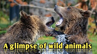 A glimpse of wild animals || Wild life film 📽️ || Dogestan by Dogestan 152 views 2 months ago 1 minute, 51 seconds