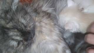 Mother Cat feeding her babies #cat video by PETSLIFE CHANNEL 28 views 3 weeks ago 25 seconds