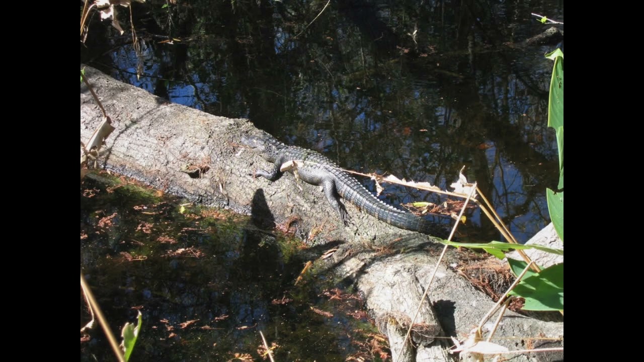 Everglades Boardwalk