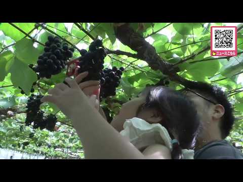 [Autumn Delights] Enjoying seasonal grapes blessed with good weather: "Delicious!" Grape picking ...
