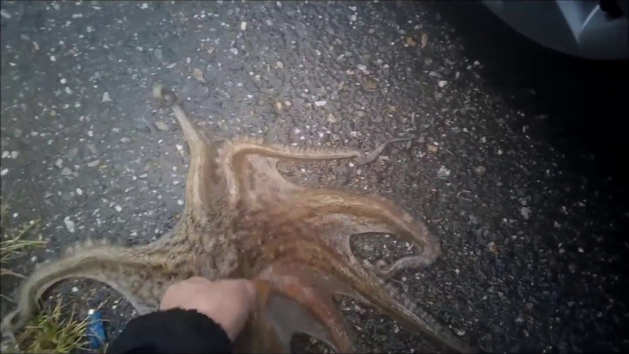 タコ釣りのページ