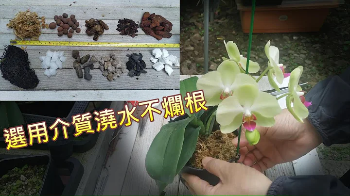 【犀利小农庄23】orchid蝴蝶兰选用介质浇水不烂根，Choose the right medium for watering without root rot - 天天要闻