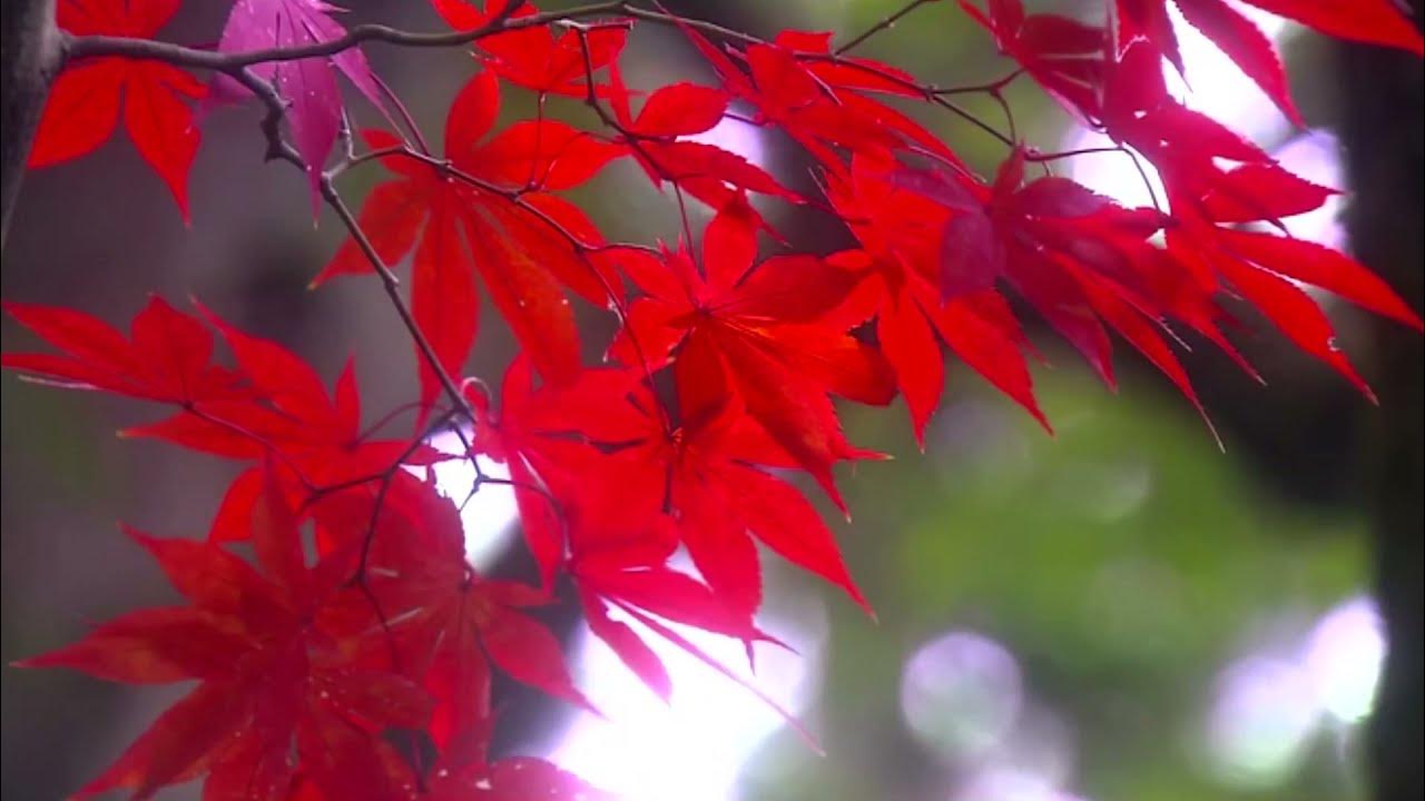 Осенняя роса ноты для гитары. Осенняя роса песни. Осенняя роса песни. Осенняя роса текст. Осенняя роса ноты.