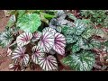 ബിഗോണിയ-തൈ പിടിപ്പിക്കുന്ന വിധം /Propagation of Rex Begonia