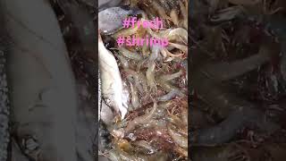 naka huli kahit may bagyo#viral #everyone #subscriber #fresh #fisherman #shrimps #carpenterochannel