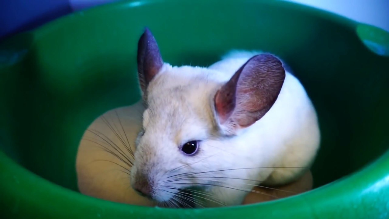 Шиншилла – дружелюбный и ласковый зверек - YouTube