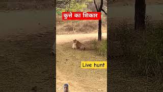 कुत्ते का शिकार leopard 🐆 hunt dog youtube viral shorts