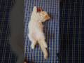 Meri cat depression mein#funny #like #subscribe