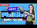 Надкласс РЫБЫ |Тип Хордовые | Зоология | Биология ЕГЭ, ЦТ