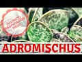 Adromischus: sustrato, propagación y cultivo - La suculenta "Empanadita"