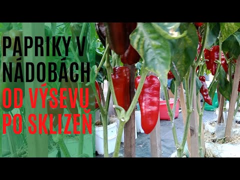 Video: Pěstování papriky v nádobách – Jak pěstovat papriky v květináčích