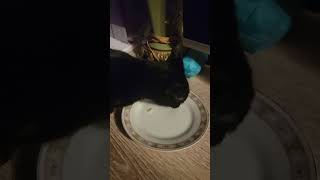 Kittens Chanel love her dinner from turkey breast..