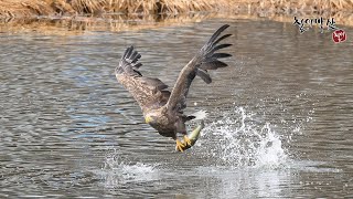 막샷#59 (Bird Photos '흰꼬리수리의 배스사냥')