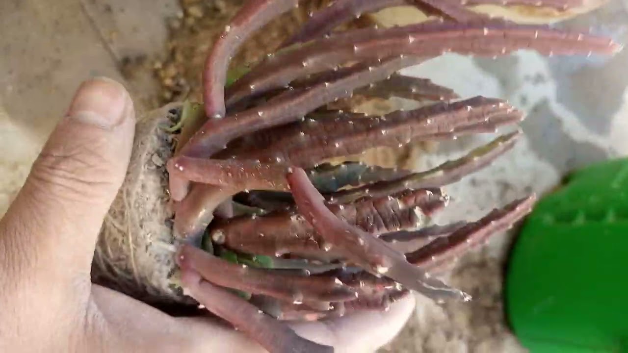 stapeliad roots