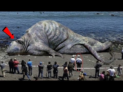वीडियो: सबसे बड़ा समुद्री जानवर