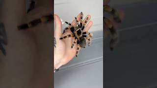 Animal Small To Giant Transformation...