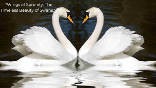 (4K) 'Wings of Serenity: The Timeless Beauty of Swans.'