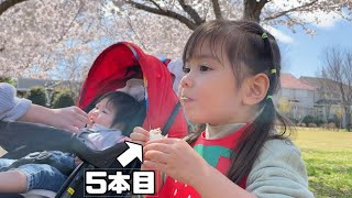 満開の桜を見ながらサンドイッチを爆食いする大食い2歳娘【お花見リベンジ】