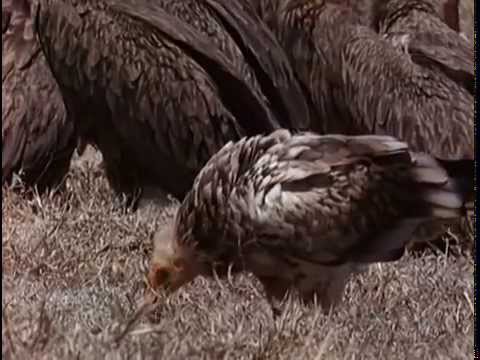 Video: Todo Sobre Los Buitres Como Las Aves Más Grandes
