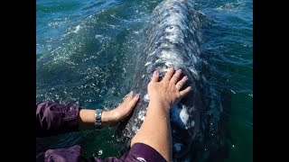 Close Encounters with Gray Whales in San Ignacio Lagoon