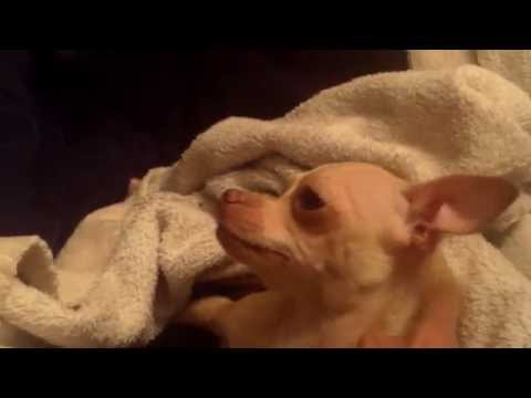 Very raw cat birth cat screaming giving birth | FunnyDog.TV