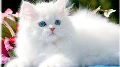 Video 226881: persiancat persiankitten, persian cat male female, beautiful persian male cat, nice cat, home pets