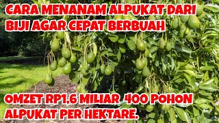 CARA MENANAM ALPUKAT DARI BIJI AGAR CEPAT BERBUAH, OMZET RP1,6 M 400 POHON ALPUKAT PER HEKTAR